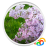 icon Real White Lilacs Live Wallpaper 1.0.b45004