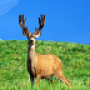icon HD Deer Wallpapers per Samsung Galaxy Tab Active 2 LTE