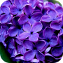 icon Lavender Flowers Wallpaper