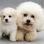 icon Bichon Frise Dogs Jigsaw per DEXP Ixion E250 Soul 2