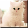 icon Cute Kittens Live Wallpaper per intex Cloud Force