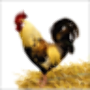 icon ayamjagopuzzle