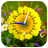 icon Flower Live Clock 1.4