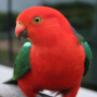 icon Talking Parrot Free LWP per Sony Xperia XZ Dual