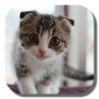 icon Scottish Fold