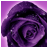 icon Roses Wallpaper 1.6.7