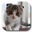 icon Scottish Fold 1.2