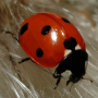 icon Ladybug - Live Wallpaper per Samsung Galaxy J5 Prime