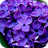 icon Lavender Flowers Wallpaper 1.1