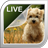 icon Puppies Live Wallpaper 5.0