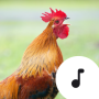 icon Chicken Sounds