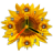 icon Sunflower Clock 1.0