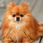 icon Pomeranians Jigsaw Puzzle 1.0