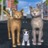 icon Cat Family Simulator: Stray Cute Kitty Game 11.8