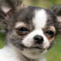 icon chihuahua puppies wallpaper