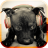 icon Dog Sounds 2.0