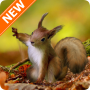 icon Squirrel Wallpapers