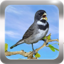 icon Canto de Coleiro per Vertex Impress New