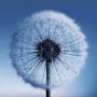 icon Dandelion Live Wallpaper per Vertex Impress New
