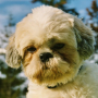 icon Shih Tzus Jigsaw Puzzle