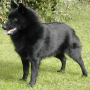icon Schipperke Jigsaw Puzzle per Lava Ivory Pop
