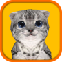 icon Cat Simulator