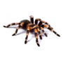 icon Spider Video Live Wallpaper