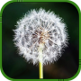 icon Dandelion Live Wallpaper